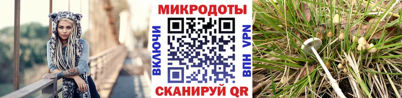Псилоцибиновые грибы Psilocybine cubensis  Ленинск 